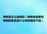 榕树是怎么结果的（榕树会结果吗榕树的果实是什么样的相关介绍）