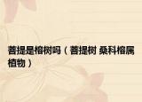 菩提是榕树吗（菩提树 桑科榕属植物）