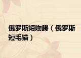 俄罗斯短吻鳄（俄罗斯短毛猫）