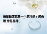 荷花和莲花是一个品种吗（观音莲 荷花品种）