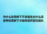 为什么在栾树下不容易生长什么适合种在栾树下才能存活并茁壮成长