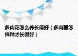 多肉花怎么养长得好（多肉要怎样种才长得好）