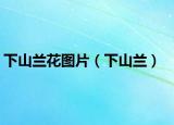 下山兰花图片（下山兰）