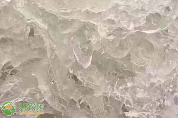 燕窝是哪里的好？燕窝是怎么形成的？