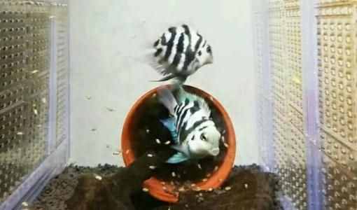 精心挑选6种最容易饲养的观赏鱼，奉献给鱼友，说错了我就罚酒喝