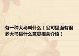 有一种大鸟叫什么（公司里面有很多大鸟是什么意思相关介绍）