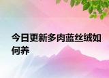 今日更新多肉蓝丝绒如何养
