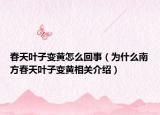 春天叶子变黄怎么回事（为什么南方春天叶子变黄相关介绍）