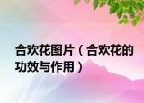 合欢花图片（合欢花的功效与作用）