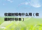 收藏树根有什么用（收藏树叶标本）