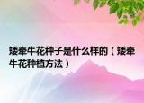 矮牵牛花种子是什么样的（矮牵牛花种植方法）