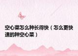 空心菜怎么种长得快（怎么更快速的种空心菜）