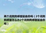 两个月狗狗感冒能自愈吗（2个月狗狗感冒怎么办2个月狗狗感冒能自愈吗）