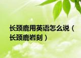 长颈鹿用英语怎么说（长颈鹿岩刻）