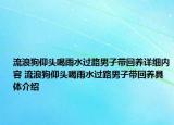流浪狗仰头喝雨水过路男子带回养详细内容 流浪狗仰头喝雨水过路男子带回养具体介绍
