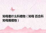 知母是什么科植物（知母 百合科知母属植物）