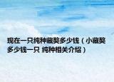 现在一只纯种藏獒多少钱（小藏獒多少钱一只 纯种相关介绍）