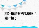 粗叶榕是五指毛桃吗（粗叶榕）