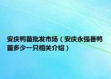 安庆鸭苗批发市场（安庆永强番鸭苗多少一只相关介绍）
