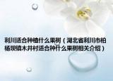 利川适合种植什么果树（湖北省利川市柏杨坝镇木井村适合种什么果树相关介绍）