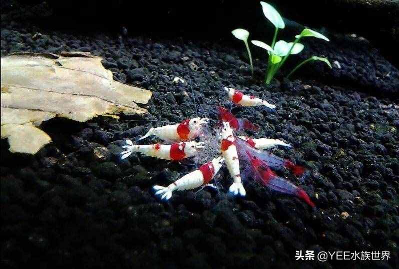 人工改良观赏虾，入市被热捧，卖出8万天价后跌到2元