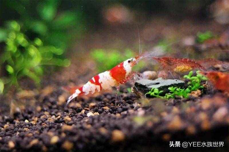 人工改良观赏虾，入市被热捧，卖出8万天价后跌到2元