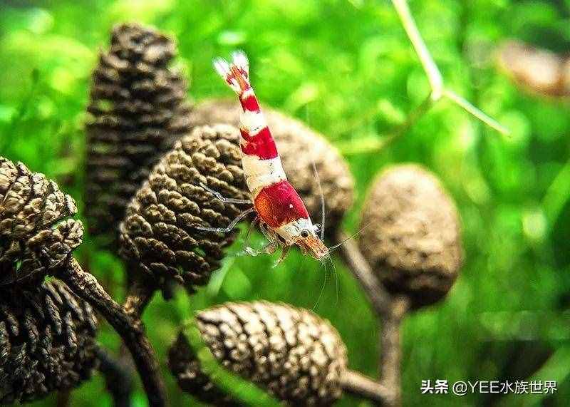 人工改良观赏虾，入市被热捧，卖出8万天价后跌到2元