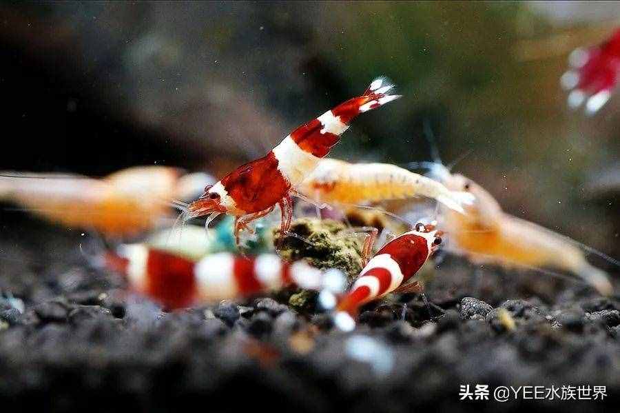 人工改良观赏虾，入市被热捧，卖出8万天价后跌到2元