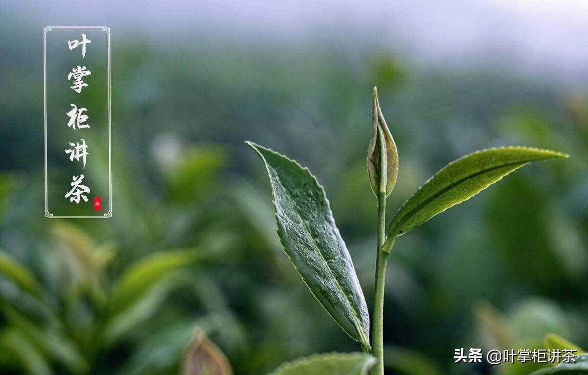如何正确冲泡铁观音？从四个角度教你怎么泡出更好喝的铁观音