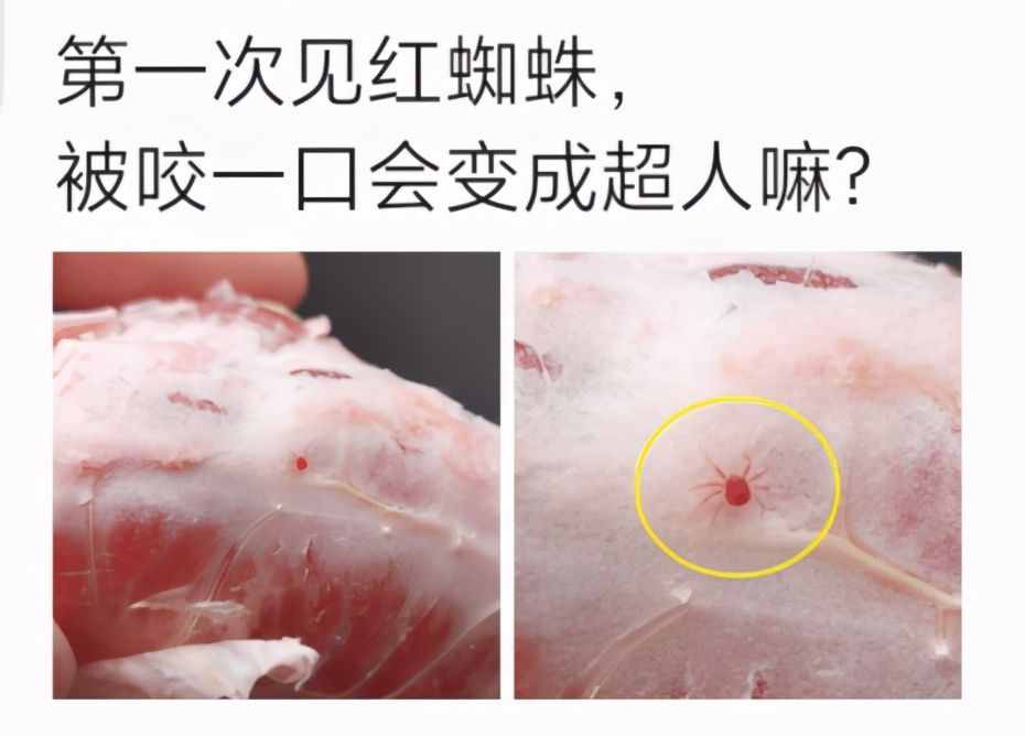 第一次见红蜘蛛，被咬一口会变超人吗？真开眼了