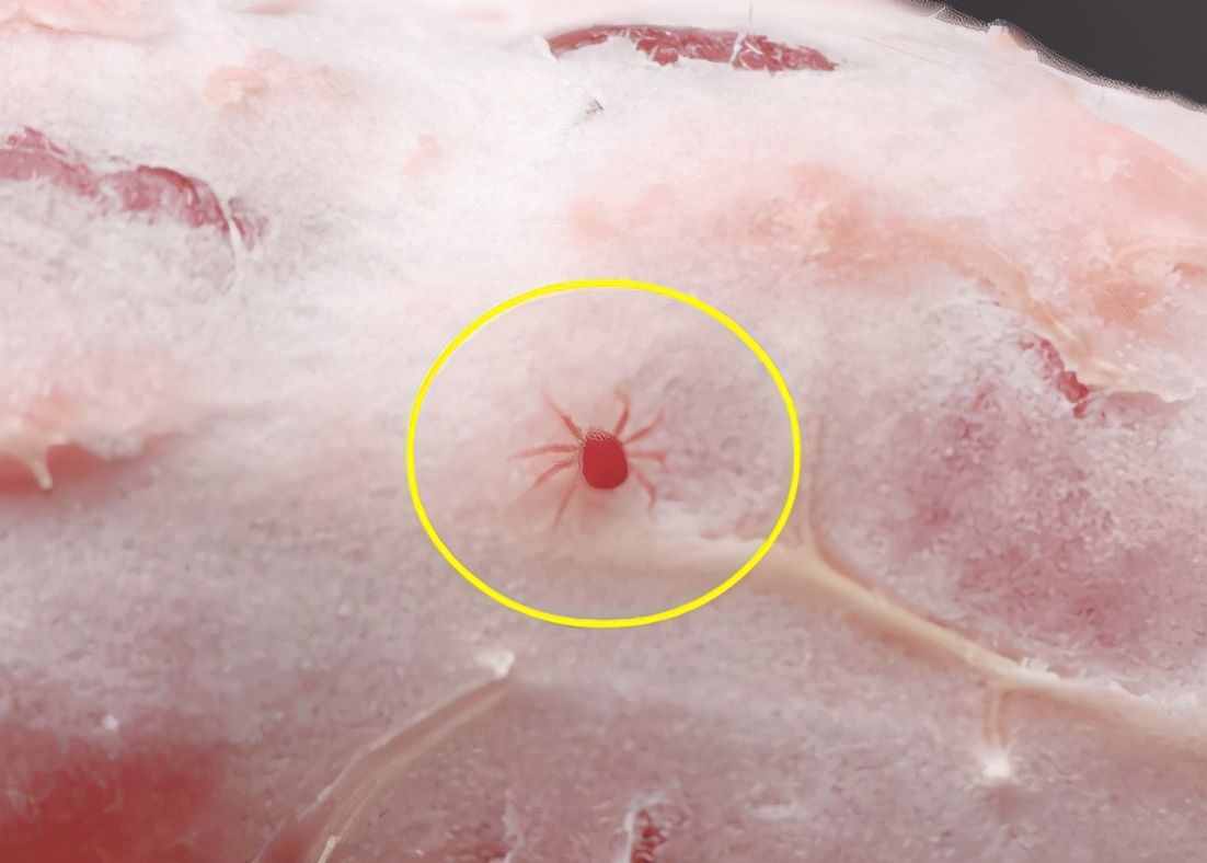 第一次见红蜘蛛，被咬一口会变超人吗？真开眼了