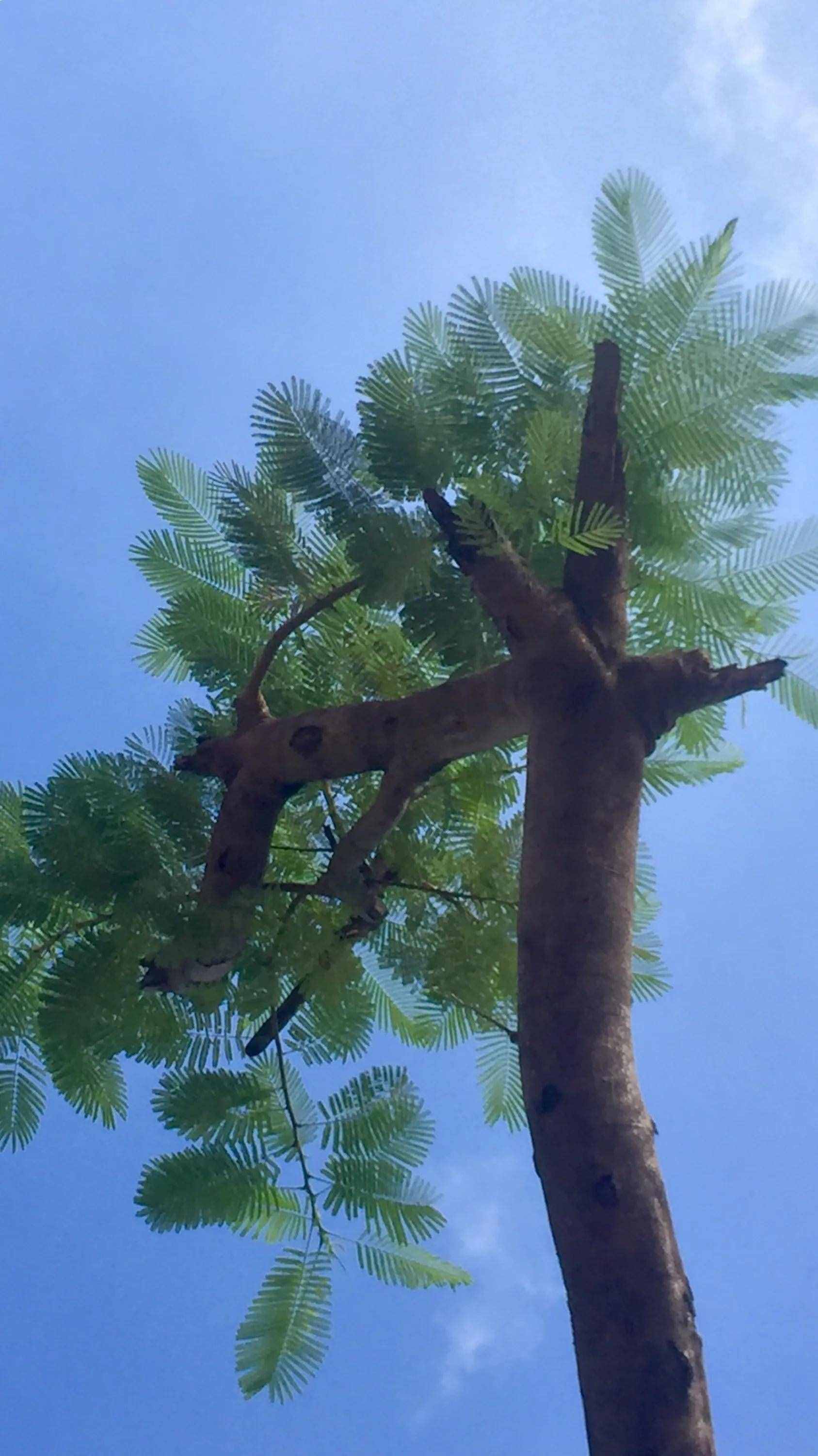 凤凰树又开花了