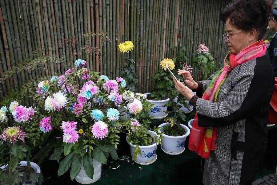 惊艳！七彩菊花，炫酷你的眼~