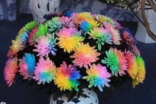 惊艳！七彩菊花，炫酷你的眼~