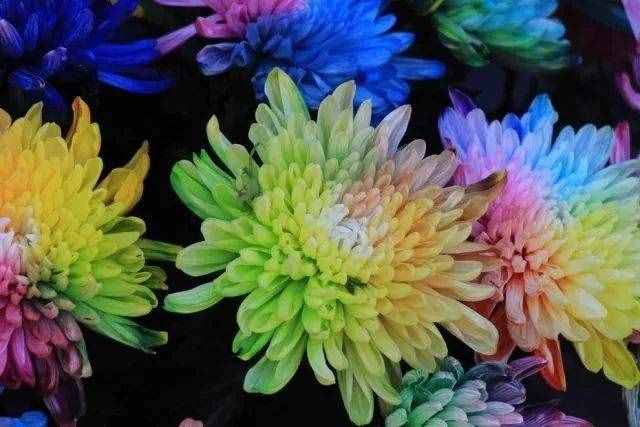 惊艳！七彩菊花，炫酷你的眼~