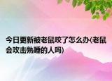 今日更新被老鼠咬了怎么办(老鼠会攻击熟睡的人吗)