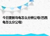 今日更新乌龟怎么分辨公母(巴西龟怎么分公母)