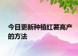 今日更新种植红薯高产的方法