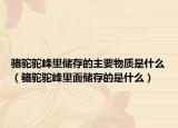 骆驼驼峰里储存的主要物质是什么（骆驼驼峰里面储存的是什么）