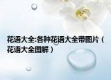 花语大全:各种花语大全带图片（花语大全图解）