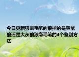 今日更新狼毫毛笔的狼指的是黄鼠狼还是大灰狼狼毫毛笔的4个鉴别方法