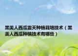 黑美人西瓜露天种植栽培技术（黑美人西瓜种植技术有哪些）