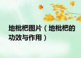 地枇杷图片（地枇杷的功效与作用）