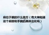 肩位于腕的什么地方（有大神知道这个肩膀和手腕的具体出处吗）