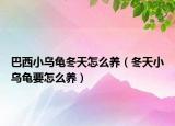 巴西小乌龟冬天怎么养（冬天小乌龟要怎么养）