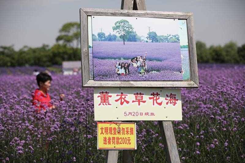 薰衣草花海盛开，上海青浦寻梦园景区“正是一年好风景”……