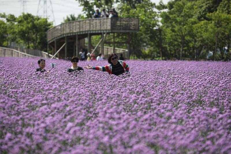 薰衣草花海盛开，上海青浦寻梦园景区“正是一年好风景”……