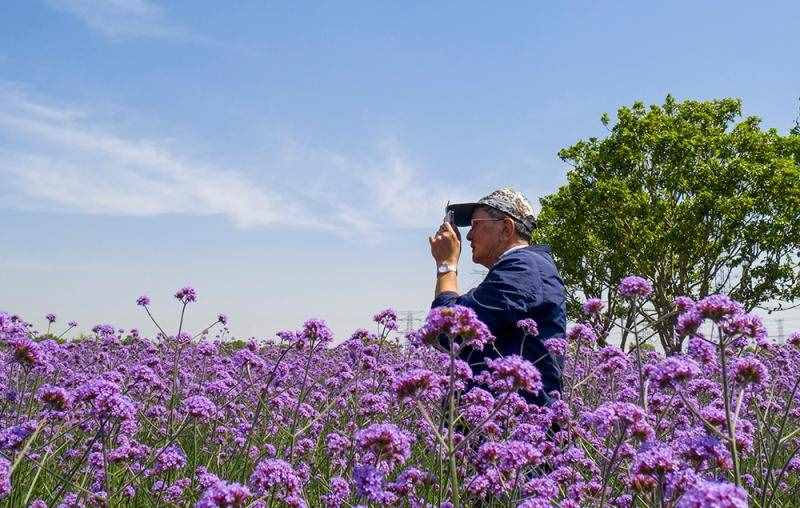 薰衣草花海盛开，上海青浦寻梦园景区“正是一年好风景”……