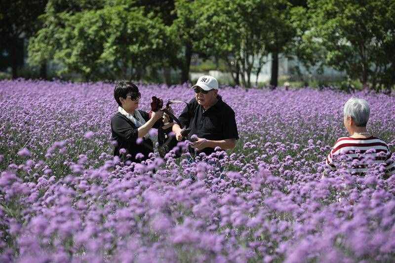 薰衣草花海盛开，上海青浦寻梦园景区“正是一年好风景”……