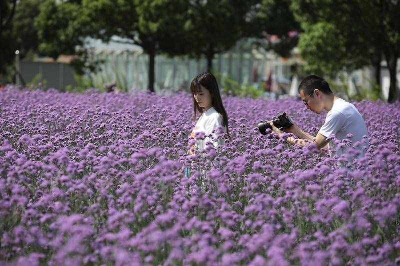 薰衣草花海盛开，上海青浦寻梦园景区“正是一年好风景”……